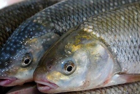 چرا قزل‌آلا ارزان شد/عرضه و تقاضای ماهی نامتعادل است