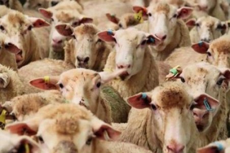 شیوه نادرست صادرات، عامل گرانی گوشت گوسفند است