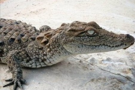 بارش‌های زمستانی قلمروی گاندوها را تغییر می دهد