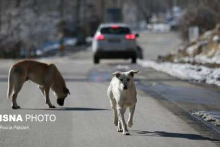 وقتی افزایش قیمت دارو سرعت‌گیر طرح عقیم سازی سگ‌ها می‌شود