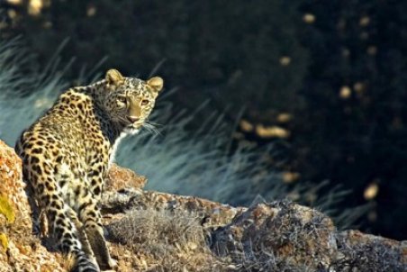 احتمال وجود 10 قلاده "پلنگ" در کرمانشاه