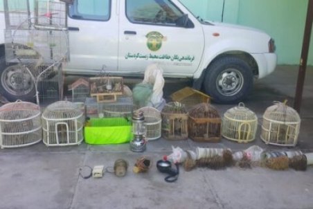 رهایی ۱۰ قطعه کبک وحشی در کامیاران