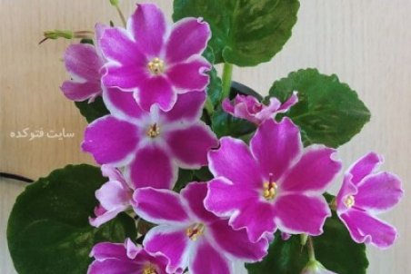 روش نگهداری گل بنفشه آفریقایی
