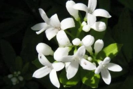 آشنایی با پرورش گل مروارید عطری