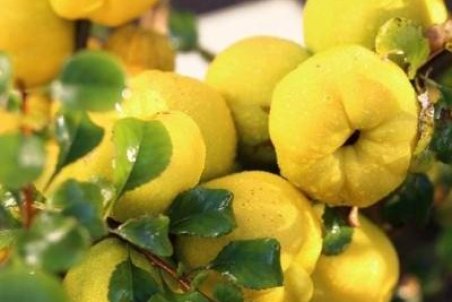 آموزش کاشت درخت به