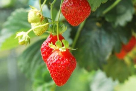 آموزش پرورش توت فرنگی در منزل