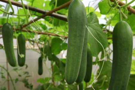 آموزش کاشت خیار در منزل