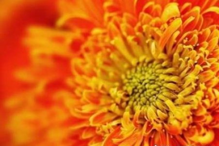 روانشناسی رنگ نارنجی