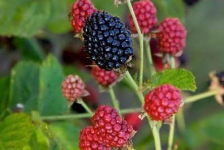 کاشت درخت شاه توت و شرایط قلمه زدن آن