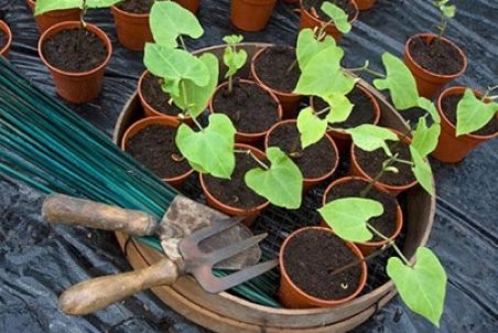 روش های کاشت لوبیا در خانه