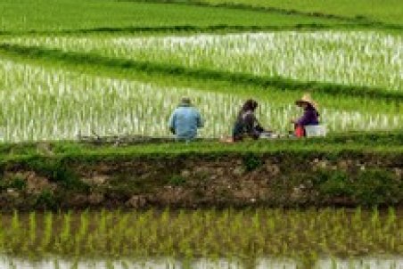 عباسی: برنج خارجی به قیمت نیم‌ دلار وارد کشور می‌شود