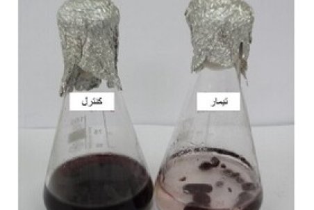 "قارچ پالایی"؛ رویکردی برای کاهش آلاینده‌ها در خاک‌های آلوده به نفت