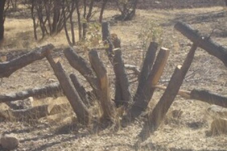 تخصیص ۳۰ میلیارد تومان برای حفاظت از جنگل‌های لرستان