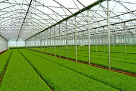 گلخانه‌های لرستان به ۳۰۰ هکتار گلخانه فعال خواهد رسید