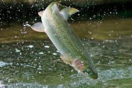 بازگشت تمامی مزارع پرورش ماهی بندولی به چرخه تولید/ افزایش تولید ماهی به 1000 تن