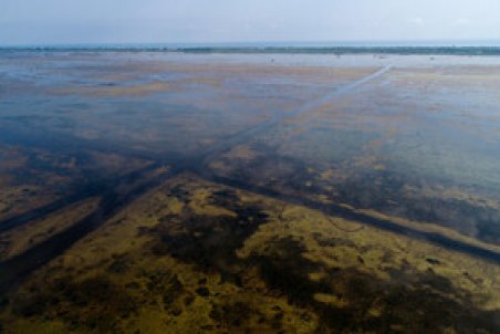 تولید نانوذرات نقره با پوششی بر پایه گل ختمی/پیشنهاد استفاده از نانوذرات در پاکسازی تالاب انزلی