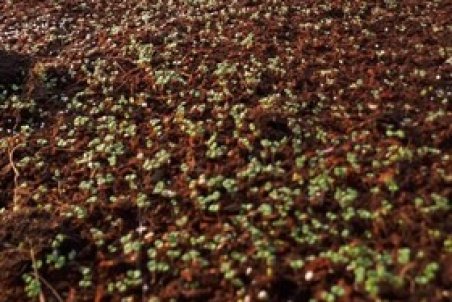 رویش جوانه امید در دهکده گیاهان دارویی گلستان/ جهادگران جوان پا در رکاب اَبَربرنامه پیشرفت