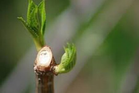 هشدار در مورد جوانه زدن پیش از موعد درختان میوه استان مرکزی