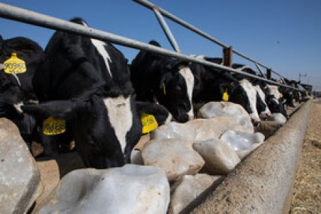 صادرات دام سبک و سنگین رسما متوقف شد