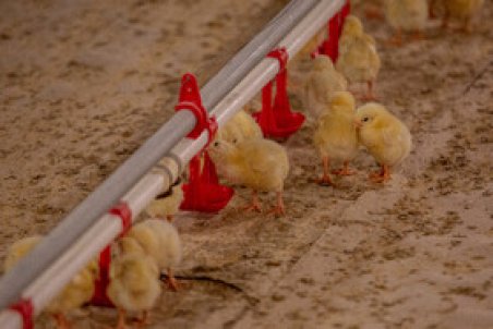 افزایش قیمت جوجه در سایه نبود نظارت/ کرایه‌های حمل بیش از ۲ برابر شده است