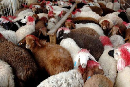 ضرر ۴.۵ میلیون دلاری به بخش دام کشور با توقف صادرات