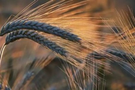 گندم در بازار جهانی گران‌تر شد