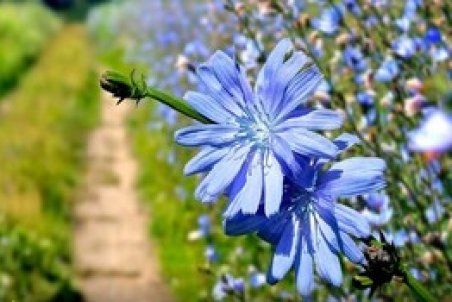 تولید دو ترکیب دارویی برای درمان کبدچرب با فرآوری کاسنی