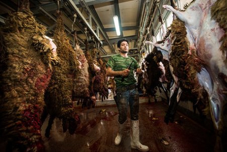 در دی ماه چقدر دام و طیور در کشتارگاه ها ذبح شده اند؟