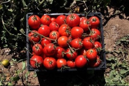 استاندار بوشهر: کشت گوجه‌فرنگی در سال آینده قراردادی می‌شود