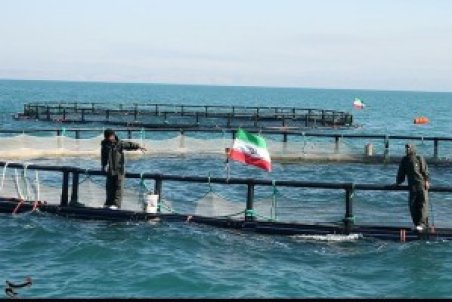 سرپرست شیلات ایران: بوشهر، قلب پرورش و تکثیر میگو در کشور است