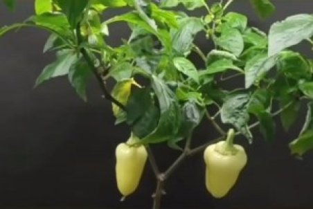 آموزش کاشت تا برداشت فلفل دلمه‌ای + فیلم