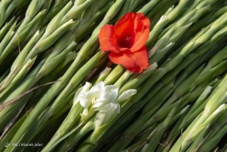 برداشت گل گلایول