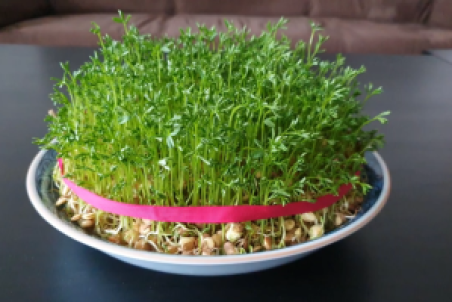 فوت و فن تهیه سبزه عید با عدس + فیلم