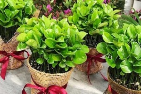 آموزش کاشت سبزه پرتقال + فیلم