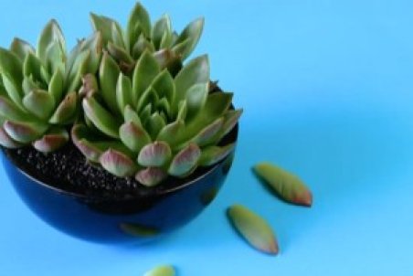 پرورش میوه در خانه + فیلم