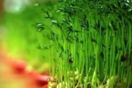 آموزش کاشت سبزه آبشاری