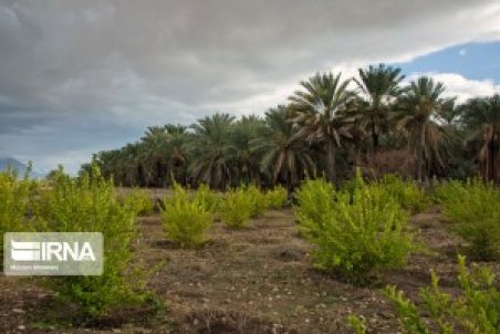 (تصاویر) قبیله احمدی