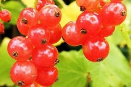 آشنایی با نحوه کاشت درخت قره قات