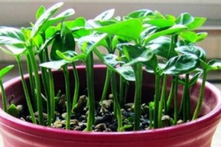 آموزش تصویری کاشت سبزه هسته نارنج برای عید