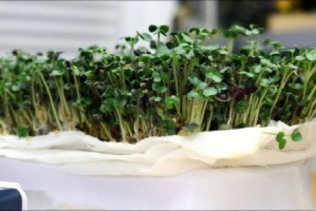 ۳ روش کاشت سبزه ماش