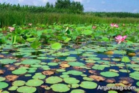 تالاب حیدر کلا بابل زیستگاه نیلوفر آبی