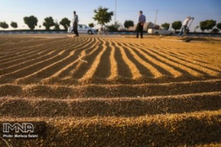 قیمت برنج کاهش نمی‌یابد