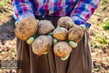 سیب‌زمینی فراوان است/قیمت این محصول به ۱۰ هزار تومان خواهد رسید