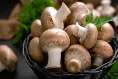 قیمت قارچ افزایش یافت