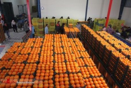 توزیع هوشمند میوه تنظیم بازاری شب عید ۲۰ درصد ارزان‌تر از قیمت بازار