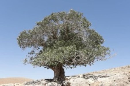 «پیرقوچ» تک درخت کهنسال دهاقان ثبت ملی شد