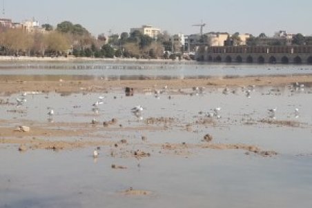 پرندگان مهاجر با قطع ناگهانی آب در زاینده‌رود می‌میرند
