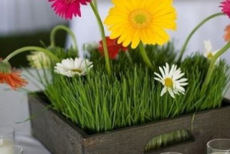 جدیدترین مدل سبزه عید 1401