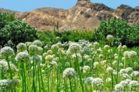 نحوه کاشت پیاز در خانه