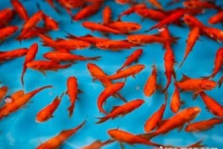 غذای ماهی قرمز چیست؟ + شرایط نگهداری از ماهی قرمز